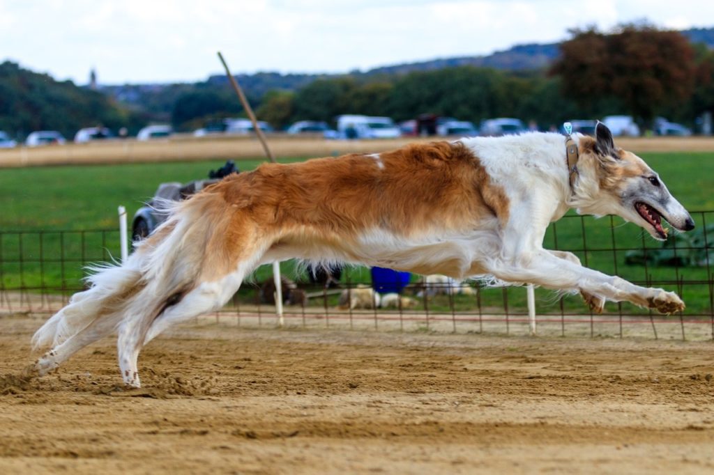 Utrke hrtova - sportsko klađenje