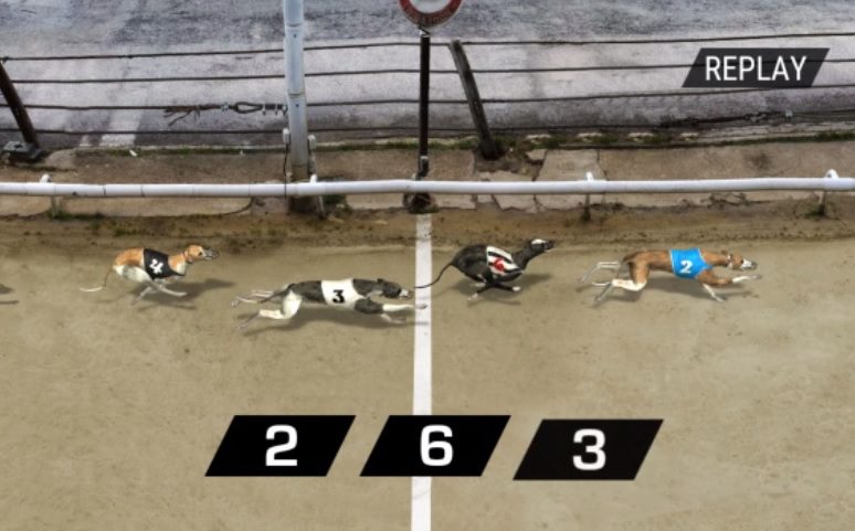 Virtualne utrke pasa